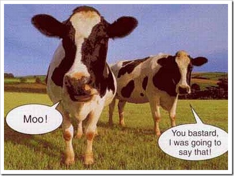 funny cows. Funny cow picture - Moo - You