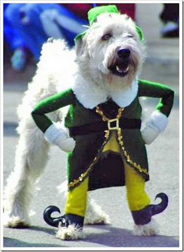 funny dog. Funny Dog Costume