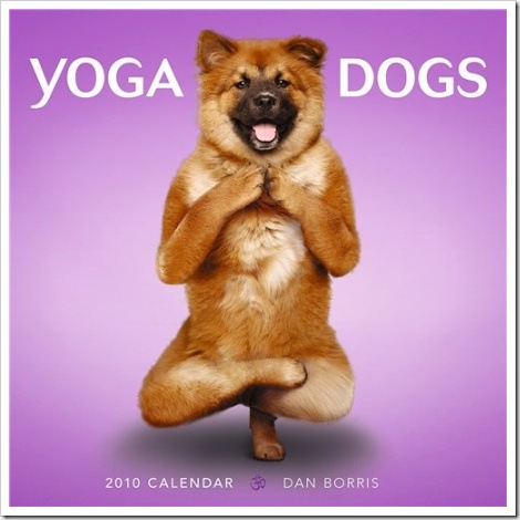 Super funny picture - Dog doing yoga.