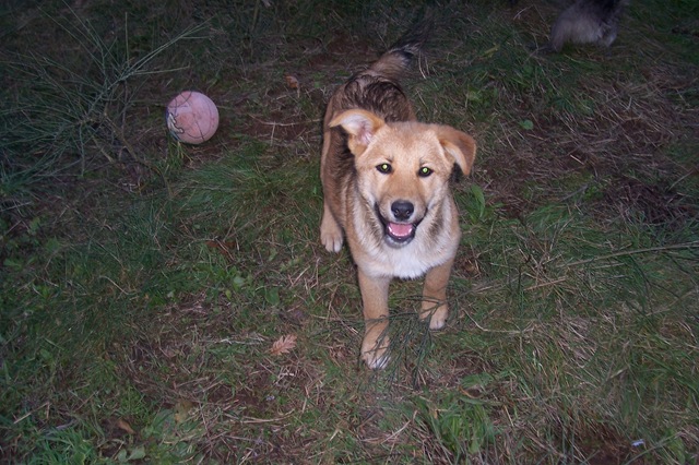[cachorros Kelly 016[4].jpg]