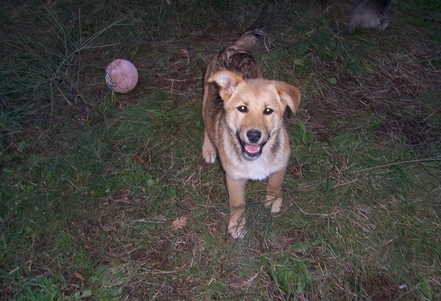 cachorros Kelly 016