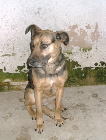 CHULA1 (1)