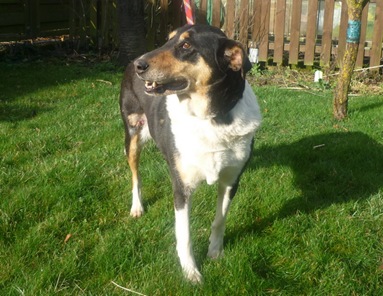 sassie_27_03_2