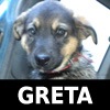 [Greta copy[3].jpg]