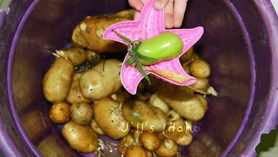 potatoes
