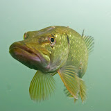 Hitdorfer See