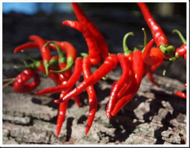 Chilli Chilli