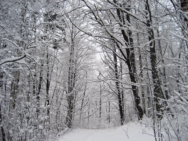 [winter path[3].jpg]