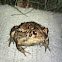 American Toad