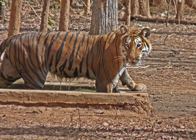 [P1030706 copy[4].jpg]