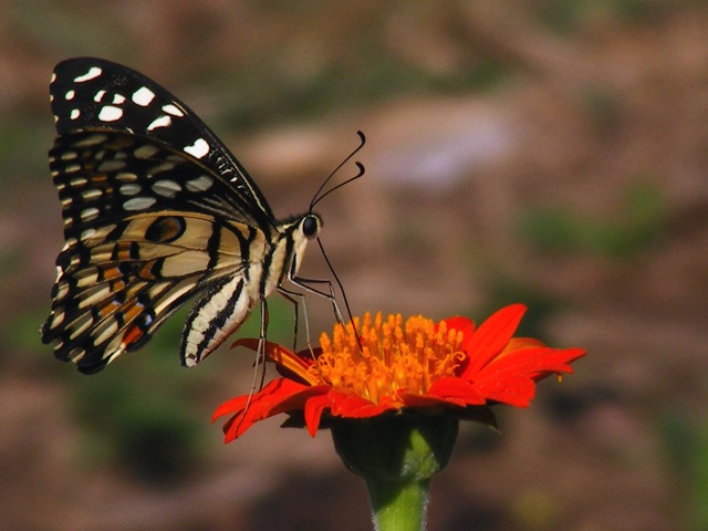 [Pench (330)[5].jpg]