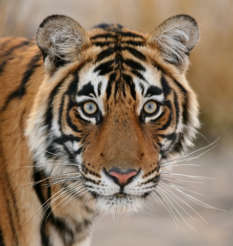 [3617761714_1278ba0ee7_o[7].jpg]