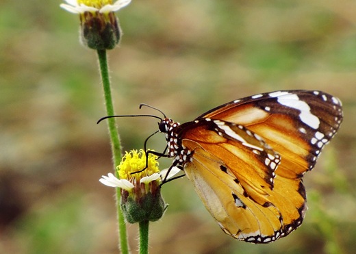 [IMG_1144 copy[4].jpg]