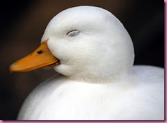 duck
