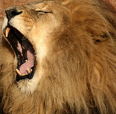 [lion[3].jpg]