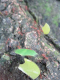 IMG_1152.JPG