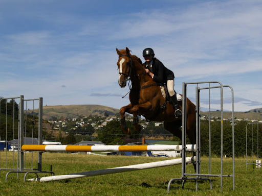 Barney at West harbour Pony Club
( He came First that day )