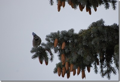 bluejaycompanion