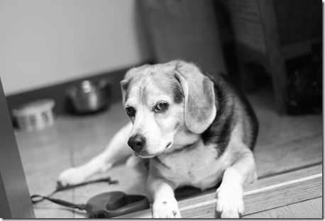 andy why won't you take me for a walk2