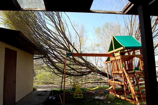 [treedisaster3[2].jpg]