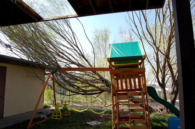 [treedisaster4[2].jpg]
