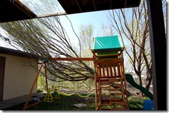 treedisaster4