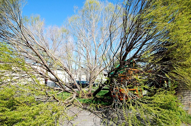 [treedisaster9[2].jpg]