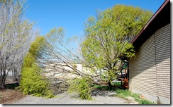 treedisaster8