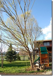 treedisaster18