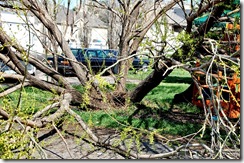 treedisaster10