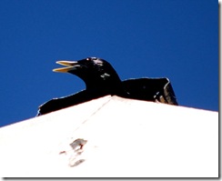 littlebird