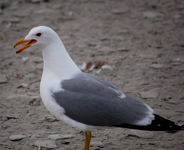 [aisland902.jpg]