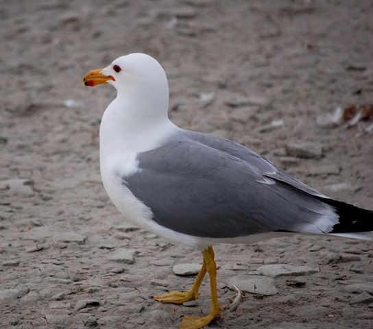 [aisland912.jpg]