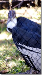 aviary17