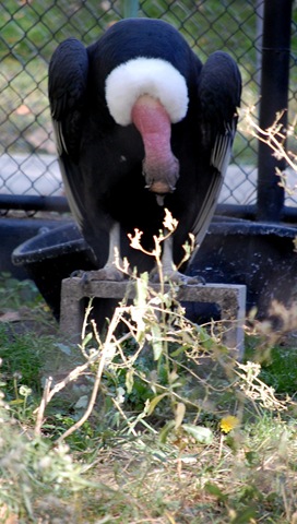 [aviary192.jpg]