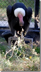 aviary19