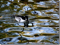 aviary6