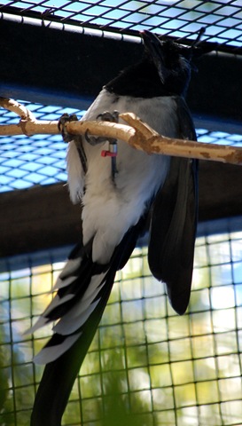 [aviary142.jpg]