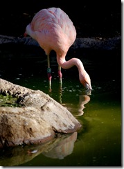 aviary40