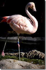 aviary41