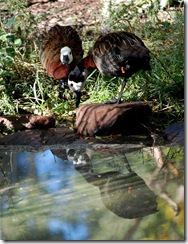 aviary24