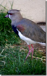 aviary29