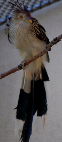 [aviary312.jpg]