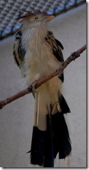 aviary34