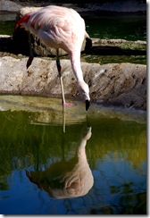 aviary38