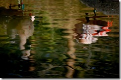 aviary45
