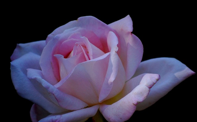 [rose22.jpg]