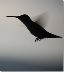 hummingbird17