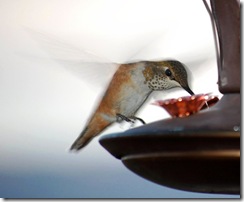 hummingbird15