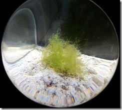 aquarium6